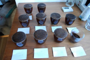 coffee cupping 2
